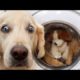 "Awesome Funny Animals' Life Videos - Funniest PetsFunniest Animals ? -