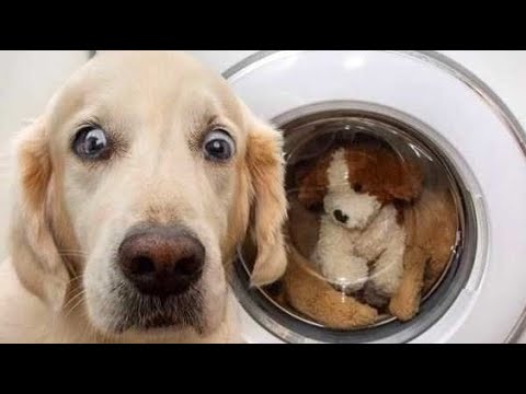"Awesome Funny Animals' Life Videos - Funniest PetsFunniest Animals ? -