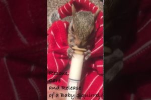 "Raising Eliott" A Baby Squirrel's Journey From Rescue to Freedom - As He Steals His New Mom's Heart
