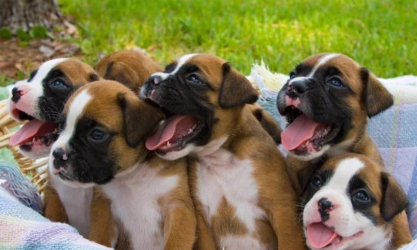 "The Cutest Puppies In The World"(33 Photos)"Beautiful In My Eyes"