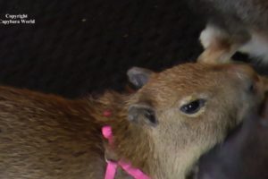 "Why Don't the Other Animals Want to Play with Me" says Baby Capybara Addy