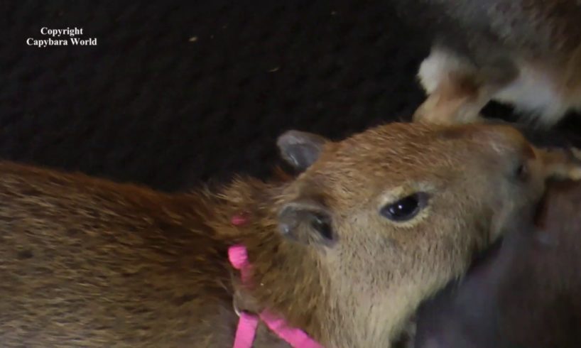 "Why Don't the Other Animals Want to Play with Me" says Baby Capybara Addy