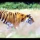 wild Nature : Extreme Animal Fights (Full HD )♦أشرس معارك الحيوانات صورتها الكاميرا  بجودة عالية