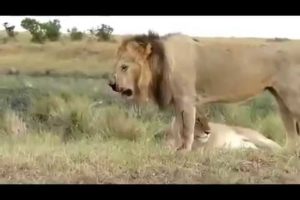 zebra attack and kill lion  lion severely injured on zebra attack