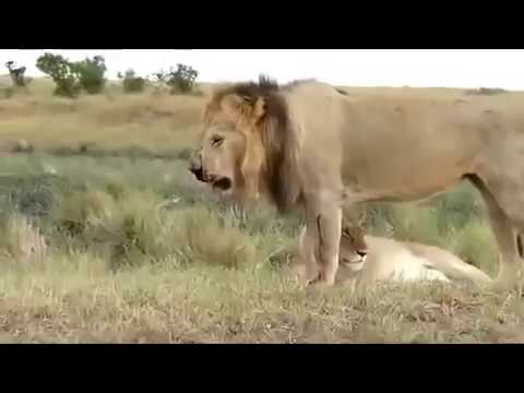 zebra attack and kill lion lion severely injured on zebra attack