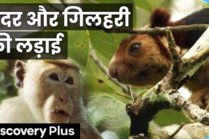 बंदर और गिलहरी की लड़ाई | Macaque Monkey | Black Monkey and Squirrel Fighting | Discovery Plus