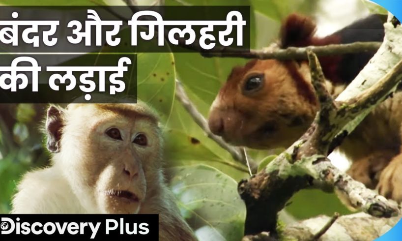 बंदर और गिलहरी की लड़ाई | Macaque Monkey | Black Monkey and Squirrel Fighting | Discovery Plus