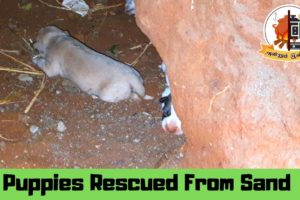நாய்கள் நடத்திய பாசப்போராட்டம்  |  Save the Dog | Animal rescue | Mams Krishnan