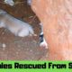 நாய்கள் நடத்திய பாசப்போராட்டம்  |  Save the Dog | Animal rescue | Mams Krishnan