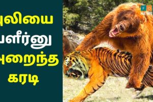 மிரட்ட வந்த புலியை பளீர்னு அறைந்த கரடி | Bear Fight With Two Tigers | Wild Animals Action