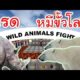 แรดต่อสู้กับหมีขั้วโลก Rhino VS Polar Bear WILD ANIMALS FIGHT survivalcraft2.2 #12 [พี่อู๊ด]
