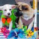 កូនឆ្កែតូចៗគួរឲ្យស្រឡាញ់ណាស់, Cute Puppies, ❤️Cutest Dogs