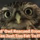 ‘Injured’ Owl Rescued From Ditch Was Just Too Fat To Fly