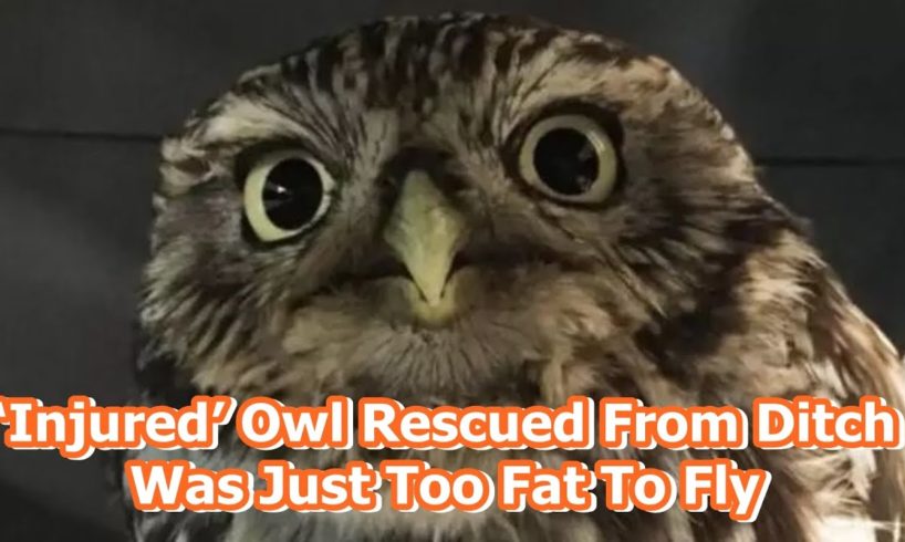 ‘Injured’ Owl Rescued From Ditch Was Just Too Fat To Fly
