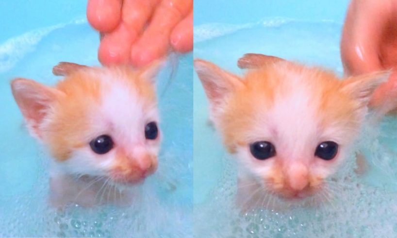 ✰CUTEST Kitten's FIRST BATH✰