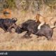➤ NEW Animal Fight Compilation 2018 HD - Lion vs Buffalo - Buffalo Attacking