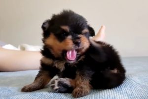 幼犬  Top 2020 Cute puppies super stars social networks in China, Japan and  Korea