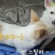 강아지 귀여움에 치여보자 | Cute Puppies Doing Funny Things ♥ | #귀여운 #강아지 #반려견 #강아지_두더지