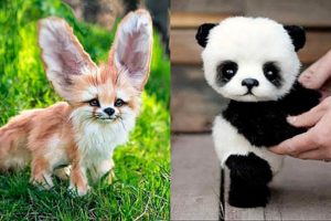 10 Cutest Baby Animals You Need To Pet