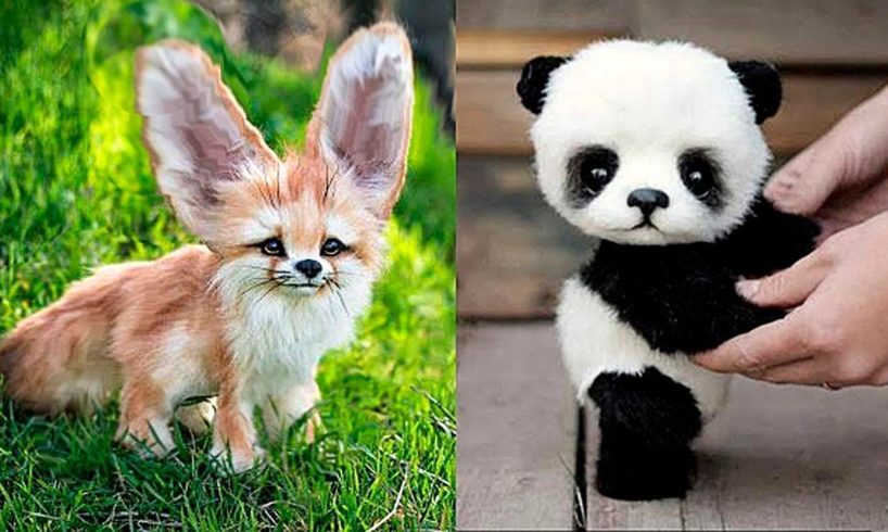 10 Cutest Baby Animals You Need To Pet