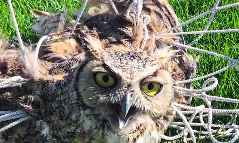 😿10 Most Touching Wild Animal Rescues 🐶