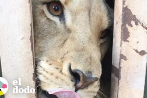10 leones son rescatados y sienten la grama por primera vez | El Dodo