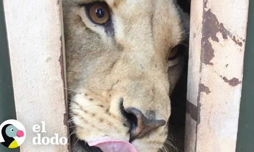 10 leones son rescatados y sienten la grama por primera vez | El Dodo