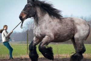 12 LARGEST Horse Breeds In The World