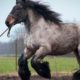12 LARGEST Horse Breeds In The World