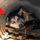? 15 Most Touching Animal Rescues ?