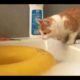 Cats fail compilation 2020 - So Funny try not to laugh!