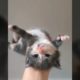 Cats fail compilation 2020 - So Funny try not to laugh!