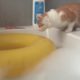 Cats fail compilation 2020 - So Funny try not to laugh!