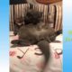 Cats fail compilation 2020 - So Funny try not to laugh!