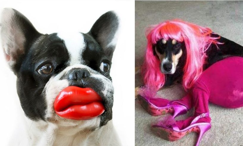 Funny Pets Moments ? Cute dogs and puppies doing funny things #4