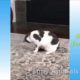 cute cats and kittens doing funny things + cute dogs , cute puppies, funny pets and funny animals 5