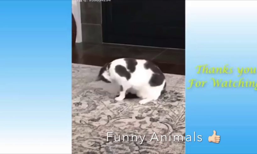 cute cats and kittens doing funny things + cute dogs , cute puppies, funny pets and funny animals 5