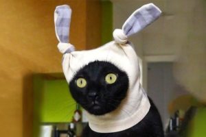 Funniest Animals ? - Awesome Funny Animals' Life Videos ? - Cutest Animals Ever