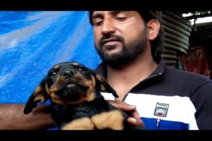 Cute Puppies Are Waiting For You At Galiff Street Pet Market Kolkata