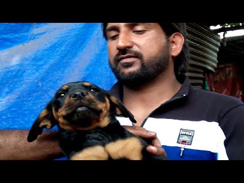 Cute Puppies Are Waiting For You At Galiff Street Pet Market Kolkata