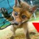 ?15 Most Touching Animal Rescues ?