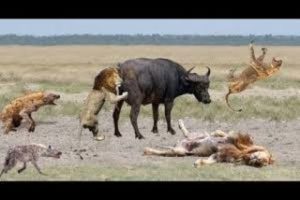 Wild animal fights   Crocodile vs lion,hippo,elephants, snake vs snake, tiger vs monkey