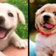 Cute baby animals Videos Compilation cutest moment of the animals - Cutest Puppies! #1