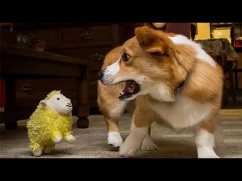 Funniest Animals ? - Awesome Funny Animals' Life Videos ? - Cutest Animals Ever