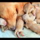 Cutest Puppies! Mother Dogs and Cute Puppies Videos Compilation, Cute animals #4