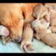 Cutest Puppies! Mother Dogs and Cute Puppies Videos Compilation, Cute animals #4