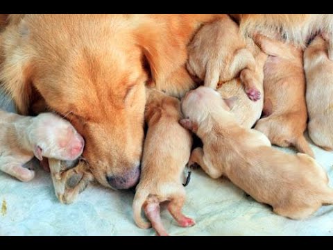 Cutest Puppies! Mother Dogs and Cute Puppies Videos Compilation, Cute animals #4