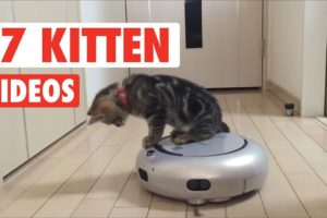 17 Cute Kitten Videos Compilation 2017