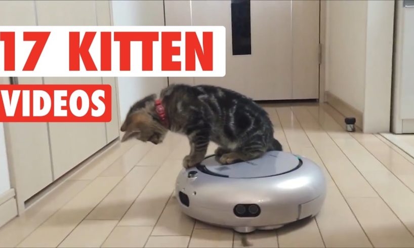 17 Cute Kitten Videos Compilation 2017