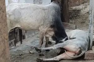 1st Bull(437 Kg) Vs 2nd Bull(485kg) Best Animal Fight Compilation 2020 Video | Cute Animal video